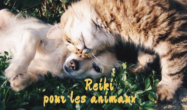 ✨ Soin collectif pour les animaux le mercredi