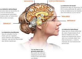 EMDR méthode ritmo